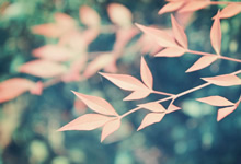 圣图鲁安主场大胜，稳固排名同时展现出实力